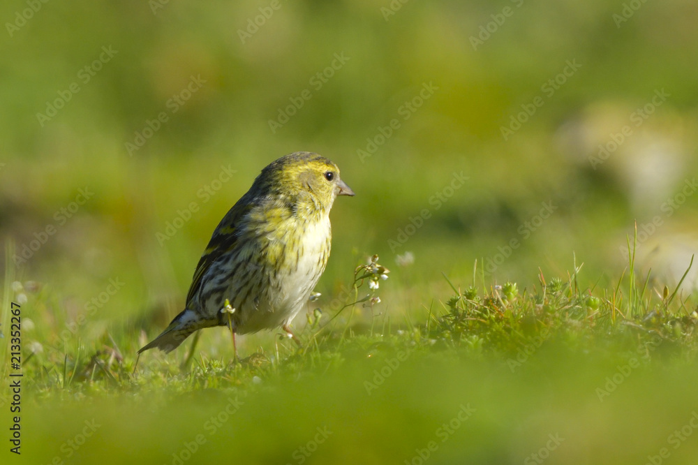 Obraz premium Eurasian siskin on the ground