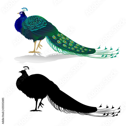 Peacock beauty exotic bird natural and silhouette on a white background watercolor vintage vector illustration editable hand drawn