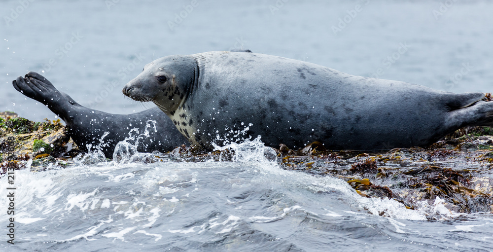 Obraz premium Grey Seals, resting on rocks at the Farne Islands, Northumberland. England, UK.