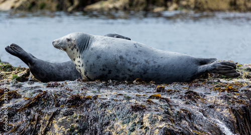 Grey Seals, resting on rocks at the Farne Islands, Northumberland. England, UK.