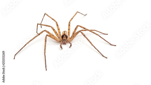 Close up of a banana spider on a white background. © supaleka