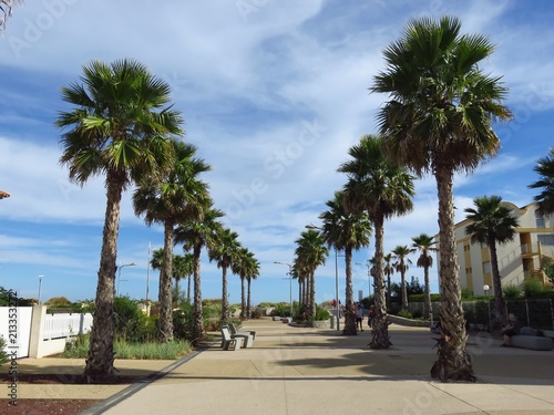Marseillan Plage, avenue de la Méditerranée bordée de palmiers (France)