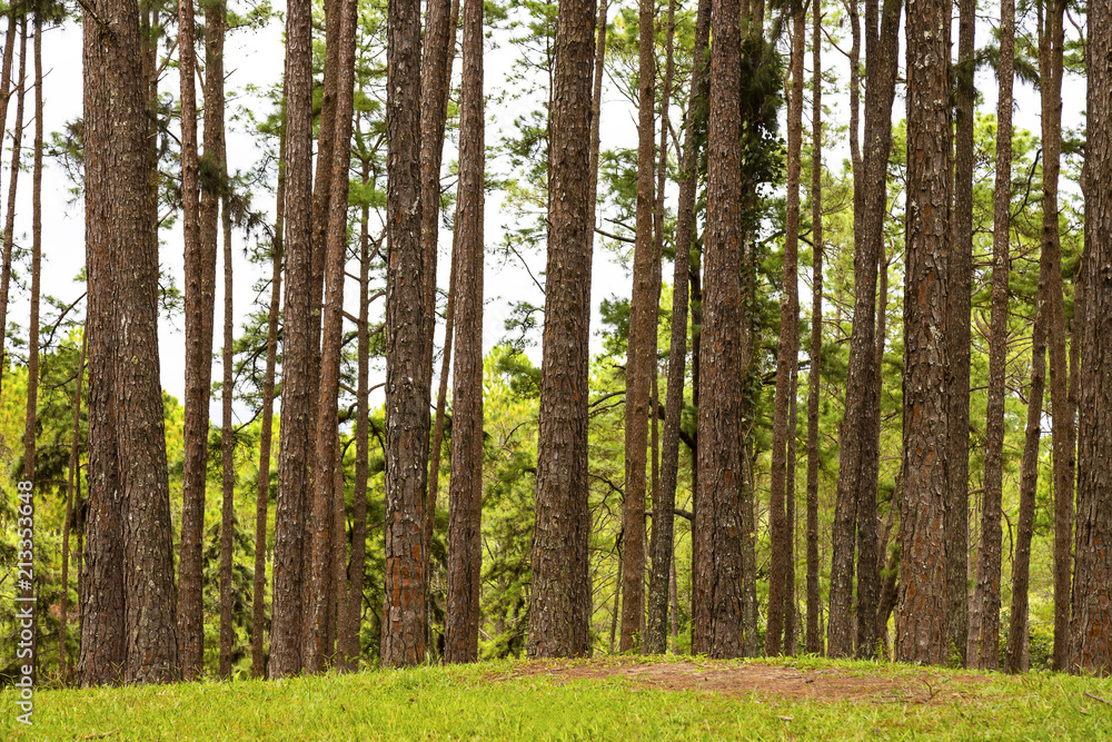 Pine trees in Chiang Mai conservation forest Pine trees in Chiang Mai conservation forest