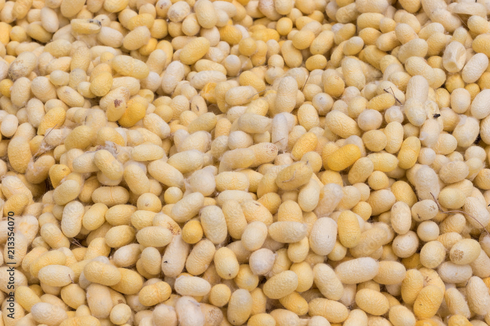 Yellow silkworm cocoon for silk making Yellow silkworm cocoon for silk making