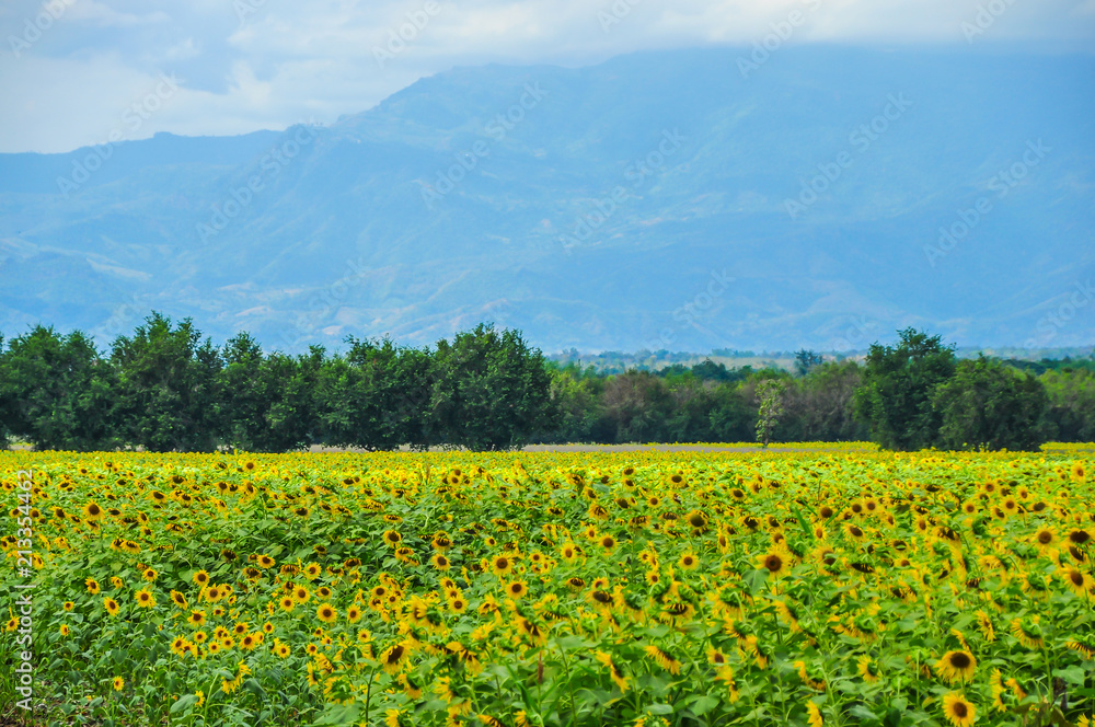 Sunflowers plantation with mountain background at thailand Sunflowers plantation with mountain background at thailand