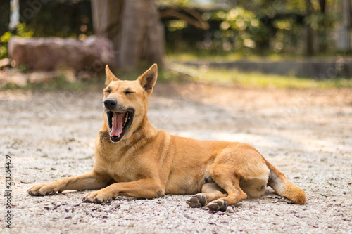 Thai dog yawning sitting on the ground