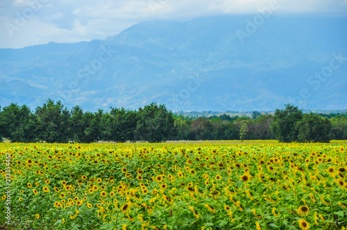 Sunflowers plantation with mountain background at thailand