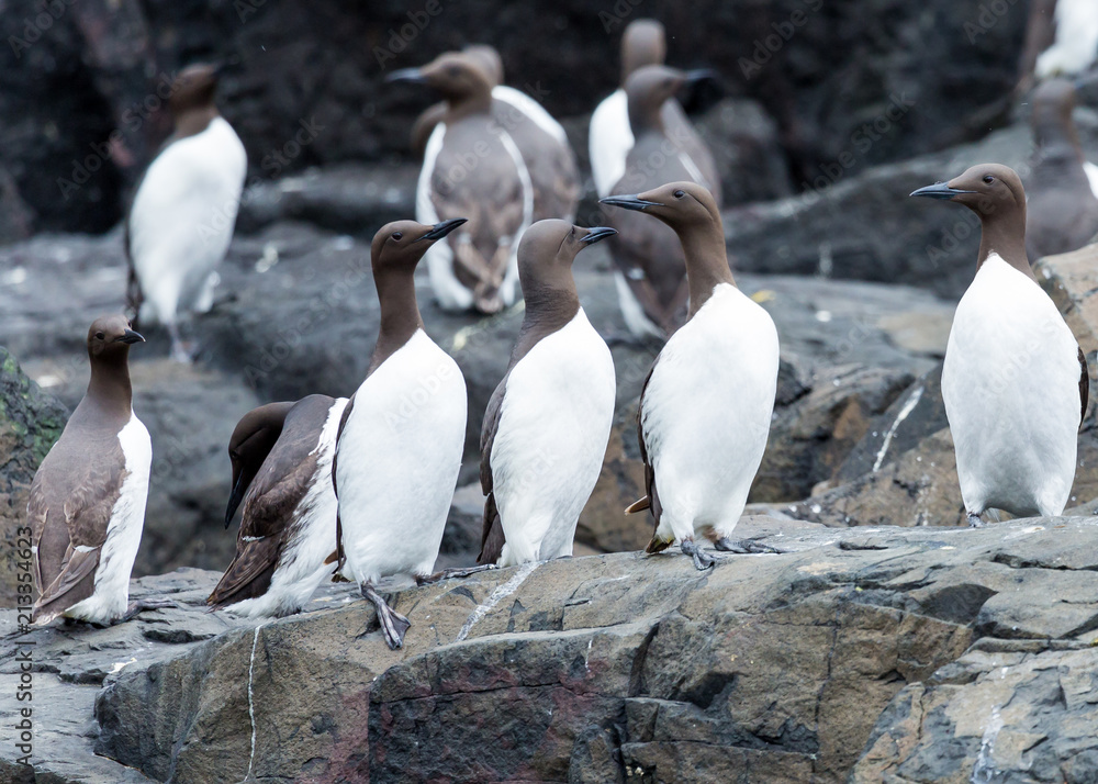 Obraz premium Guillemots, sea birds, on rocks at the Farne Islands, Northumberland, England. UK.