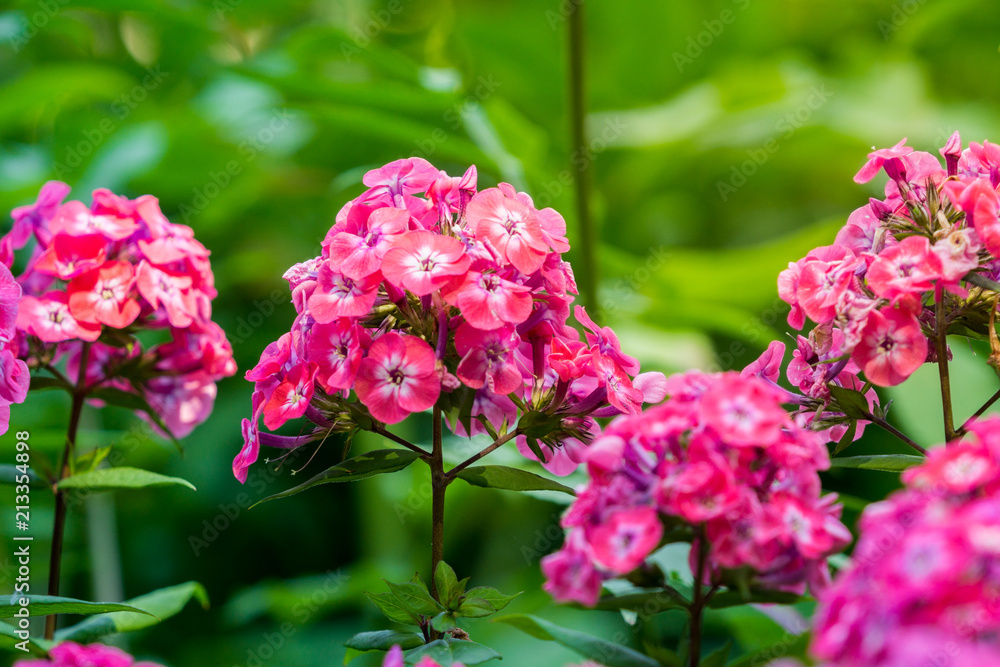 Stauden-Phlox (Phlox paniculata) im Sommer Stauden-Phlox (Phlox paniculata) im Sommer