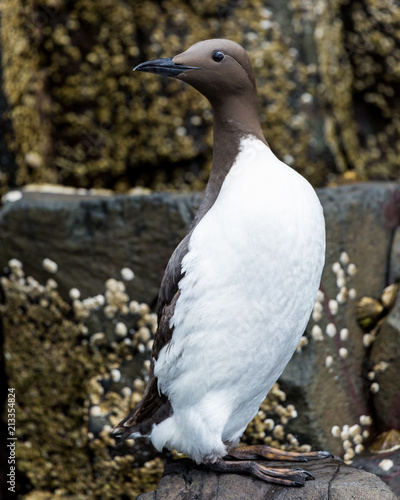Guillemot  Sea Bird  on rocks at the Farne Islands  Northumberland  England  UK.