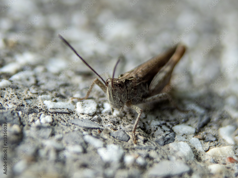 Obraz premium konik polny