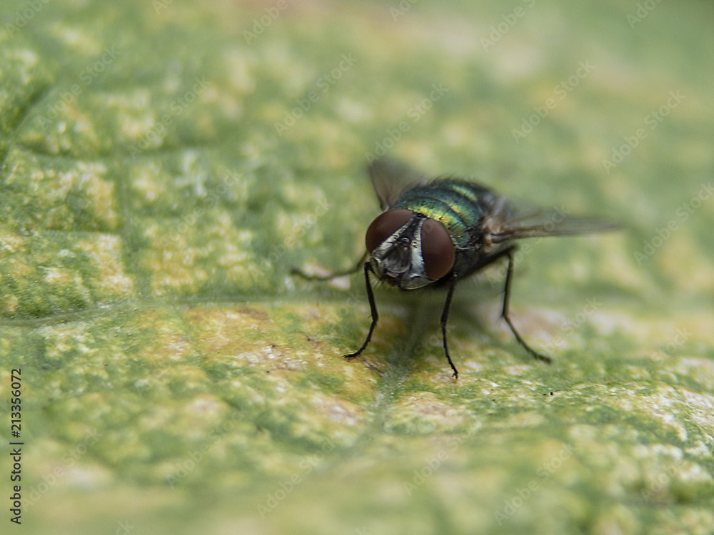 Naklejka premium mucha