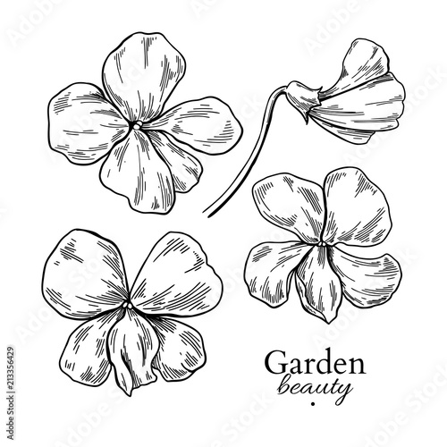 Violet flower drawing. Vector hand drawn engraved floral set. Vi