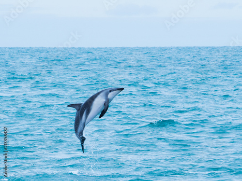 Dolphins swimming in an ocean