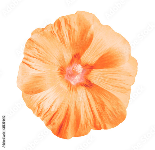 flower coral lavatera, white isolated background with clipping path. Closeup with no shadows. Nature.