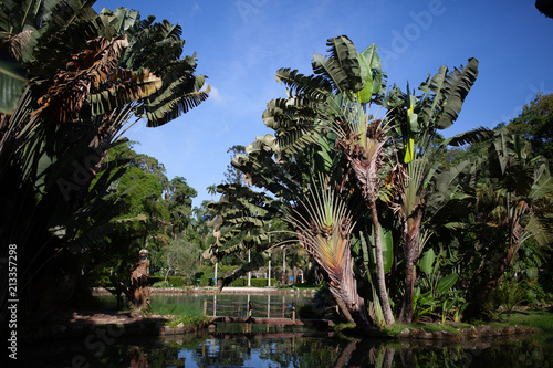 Banana trees and their reflection in a pond