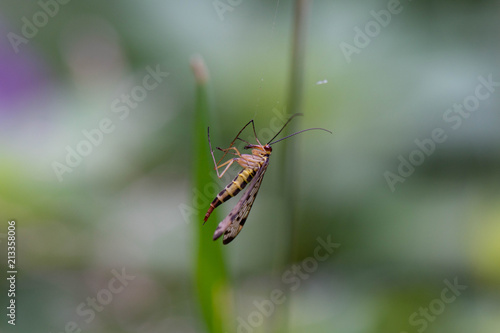 scorpionfly in the cobweb © HONIGSONNE