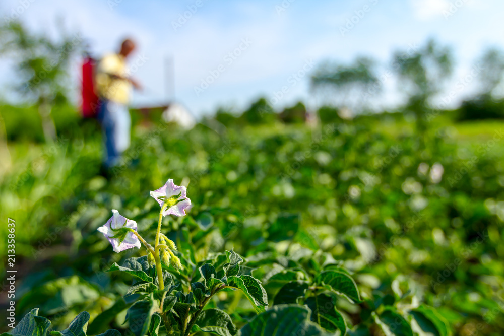 Farmer sprinkles potatoes with sprayer, rows of potato blooming plants Farmer sprinkles potatoes with sprayer, rows of potato blooming plants