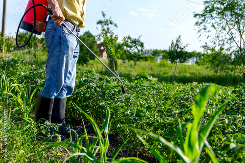 Farmer sprinkles potatoes with sprayer, rows of potato blooming plants