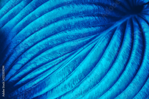 Plant leaf texture. Abstract blue nature background