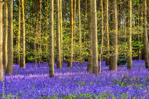 Purple carpet