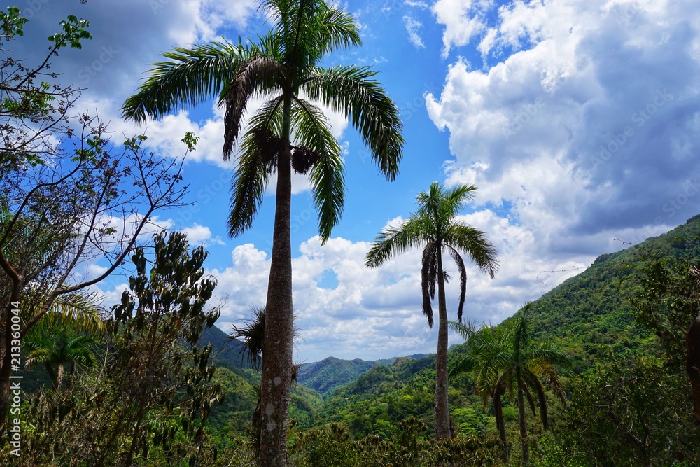 Urwald auf Kuba - Regenwald - Tropen - Karibik