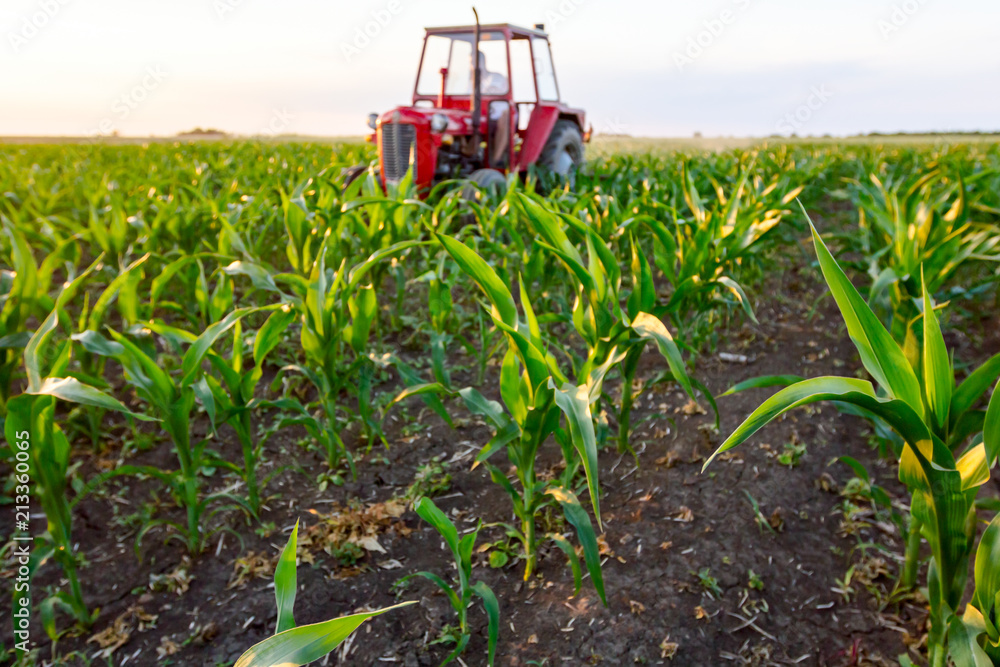 Mechanized processing grass between rows in cornfield Mechanized processing grass between rows in cornfield