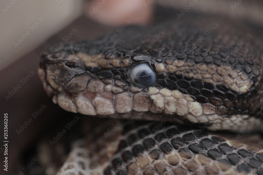 animal detail - close up macro photography of a python snake head with big eyes, outdoors in Africa with natural sunlight animal detail - close up macro photography of a python snake head with big eyes, outdoors in Africa with natural sunlight
