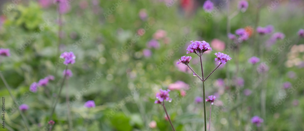 violet Ornamental Garden Plant flower field in garden violet Ornamental Garden Plant flower field in garden