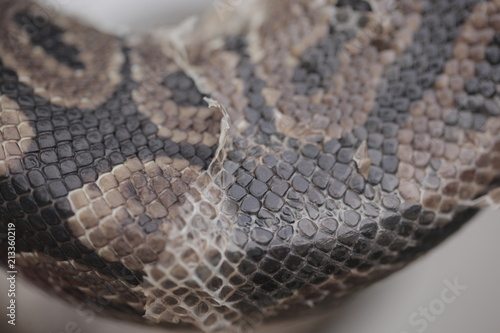 animal detail - close up macro photography of a python snake skin sheds, outdoors in Africa with natural sunlight