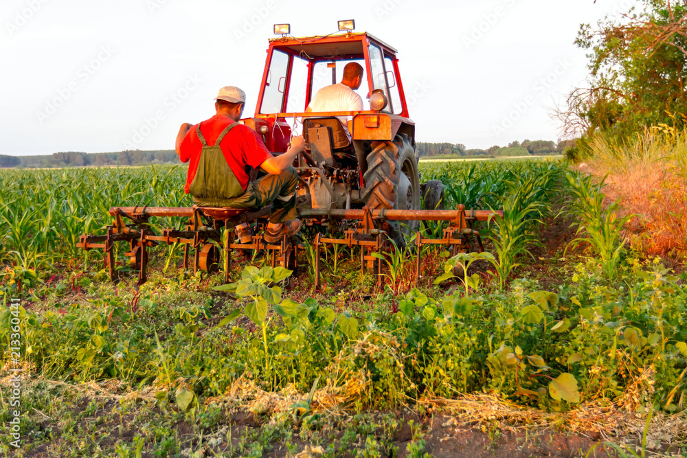Obraz premium Mechanized processing grass between rows in cornfield