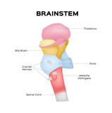 brainstem vector