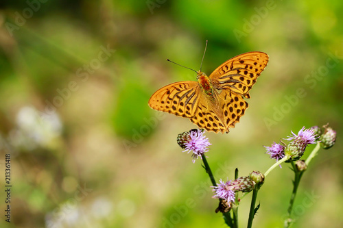 Silver-washed fritillary, Argynnis paphia, beautiful bright orange and black striped butterfly sitting on violet thistle flower, sunny summer day, blurry green, white and brown background © Lioneska