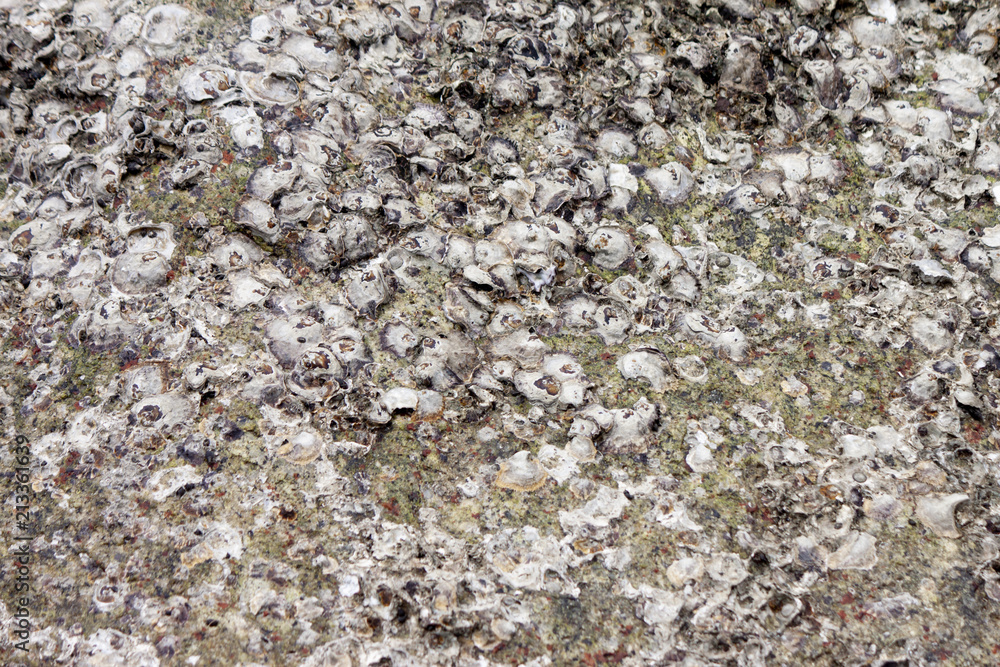 The rock on surface with shells are attached to the dead stone. The rock on surface with shells are attached to the dead stone.