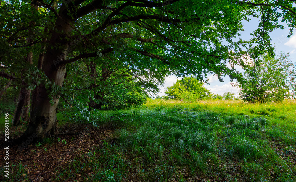 Obraz premium ancient beech forest meadow in summer. beautiful scenery in shade of old trees
