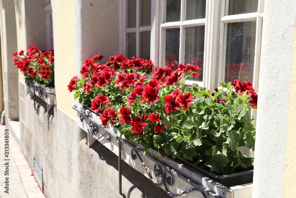 Naklejka premium Red flowers on the windowsill