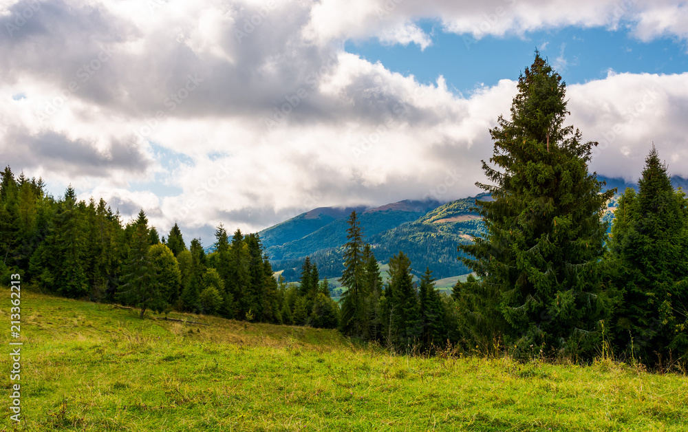 spruce forest on a grassy meadow. lovely summer scenery