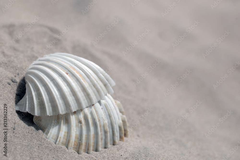 nature macro detail - photography of big old white and orange shells on a sandy beach outdoors on a sunny day during dry season on Atlantic shore in the Gambia, Africa nature macro detail - photography of big old white and orange shells on a sandy beach outdoors on a sunny day during dry season on Atlantic shore in the Gambia, Africa