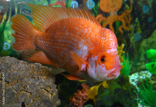 Golden fish in the aquarium, closeup, aquarium,