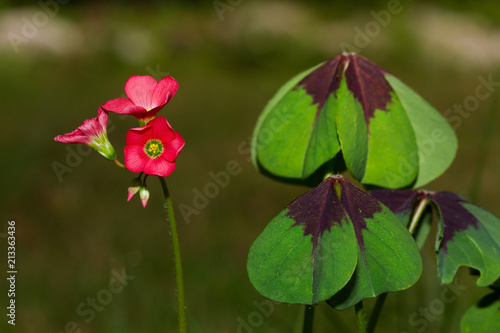 Fototapeta Naklejka Na Ścianę i Meble -  Leaves and flowers of Iron Cross plant, also known as Four-leaved pink-sorrel