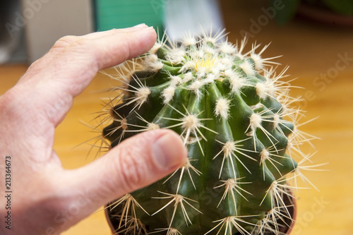 The hand touches the barbed cactus in the office, where the cactus is on the table near the computer