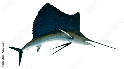 Marlin - Swordfish,Sailfish saltwater fish (Istiophorus) isolated on white background. photo