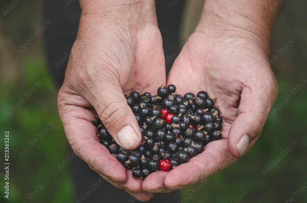 Farmers hands with black currants and a few red currants. Organic and fresh berries. Raw food in hand of man. Farmers hands with black currants and a few red currants. Organic and fresh berries. Raw food in hand of man.