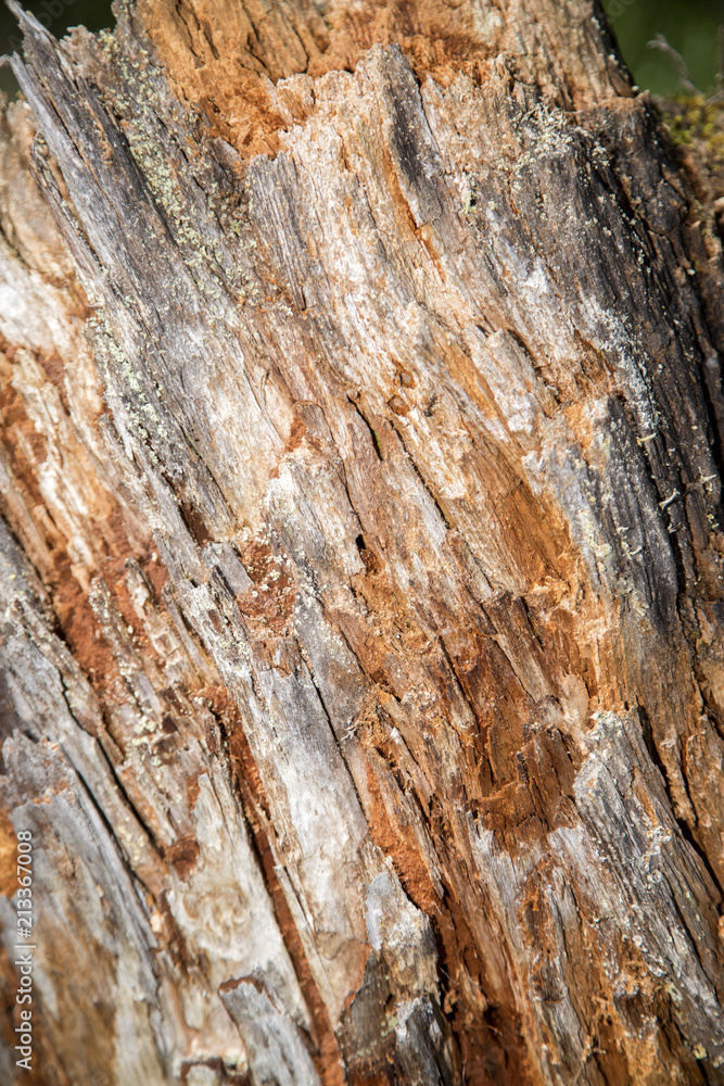 Wood texture. Bark of tree. Texture of the bark of a tree. Old bark texture. Wood texture. Bark of tree. Texture of the bark of a tree. Old bark texture.