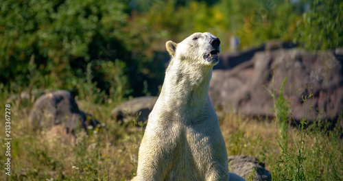 Canvastavla polar bear 3