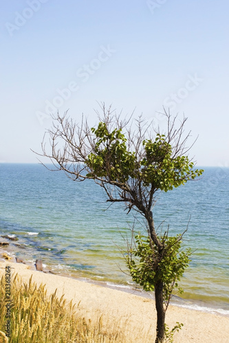 lonely tree against background of sea and sky © guru3d