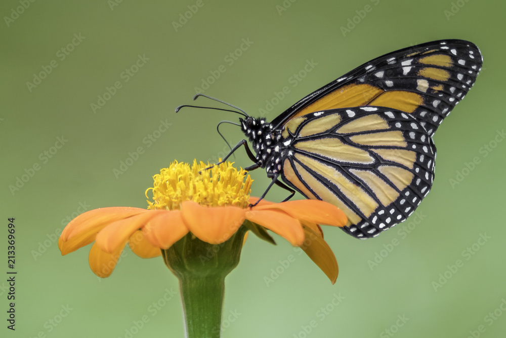 Monarch Butterfly Monarch Butterfly