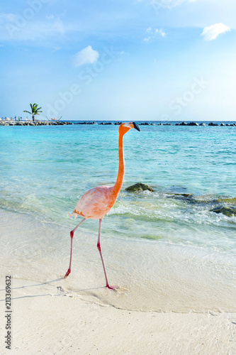 Pink flamingo walking on the beach, Aruba island