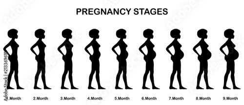 Pregnancy stages sihouettes