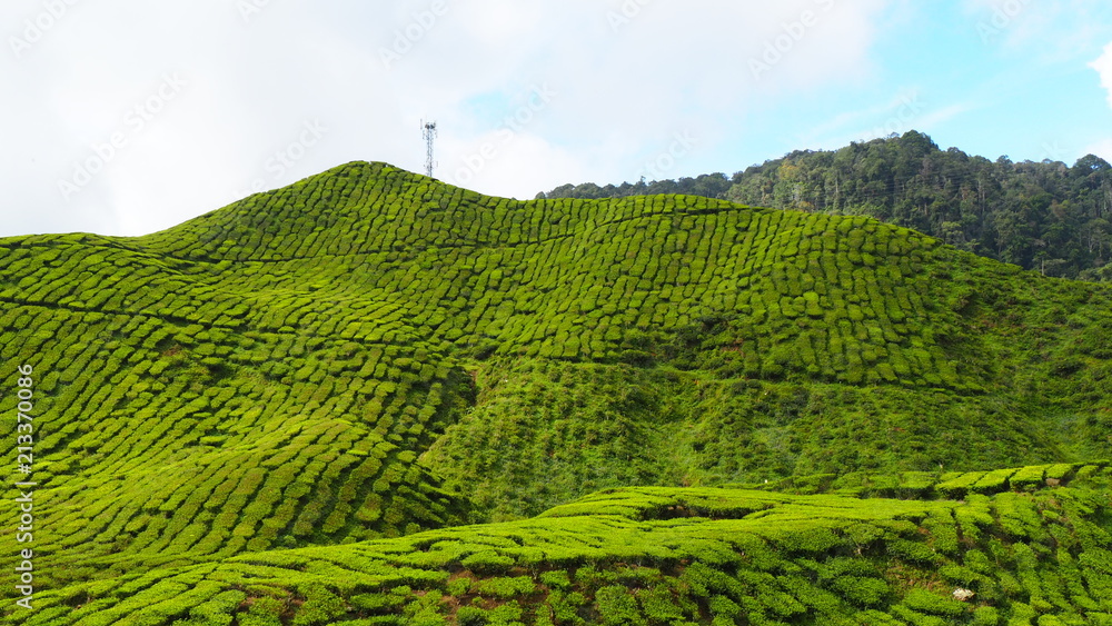 Obraz premium Tea plantation